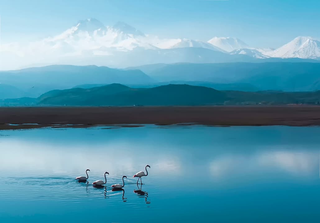 Gülin Yiğiter - Flamingo_Ailesi